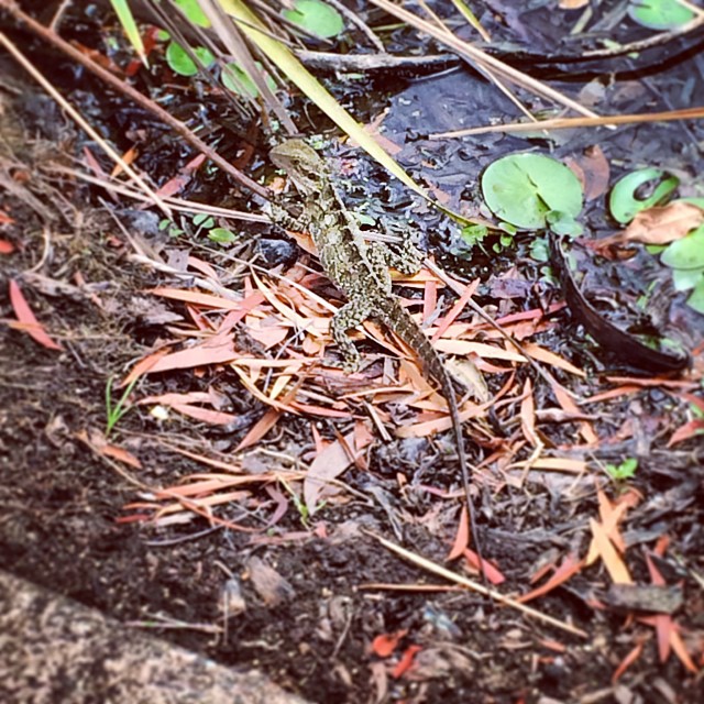 A mottled brown lizard stands on wet leaf litter beside a pond with lily pads and reeds.