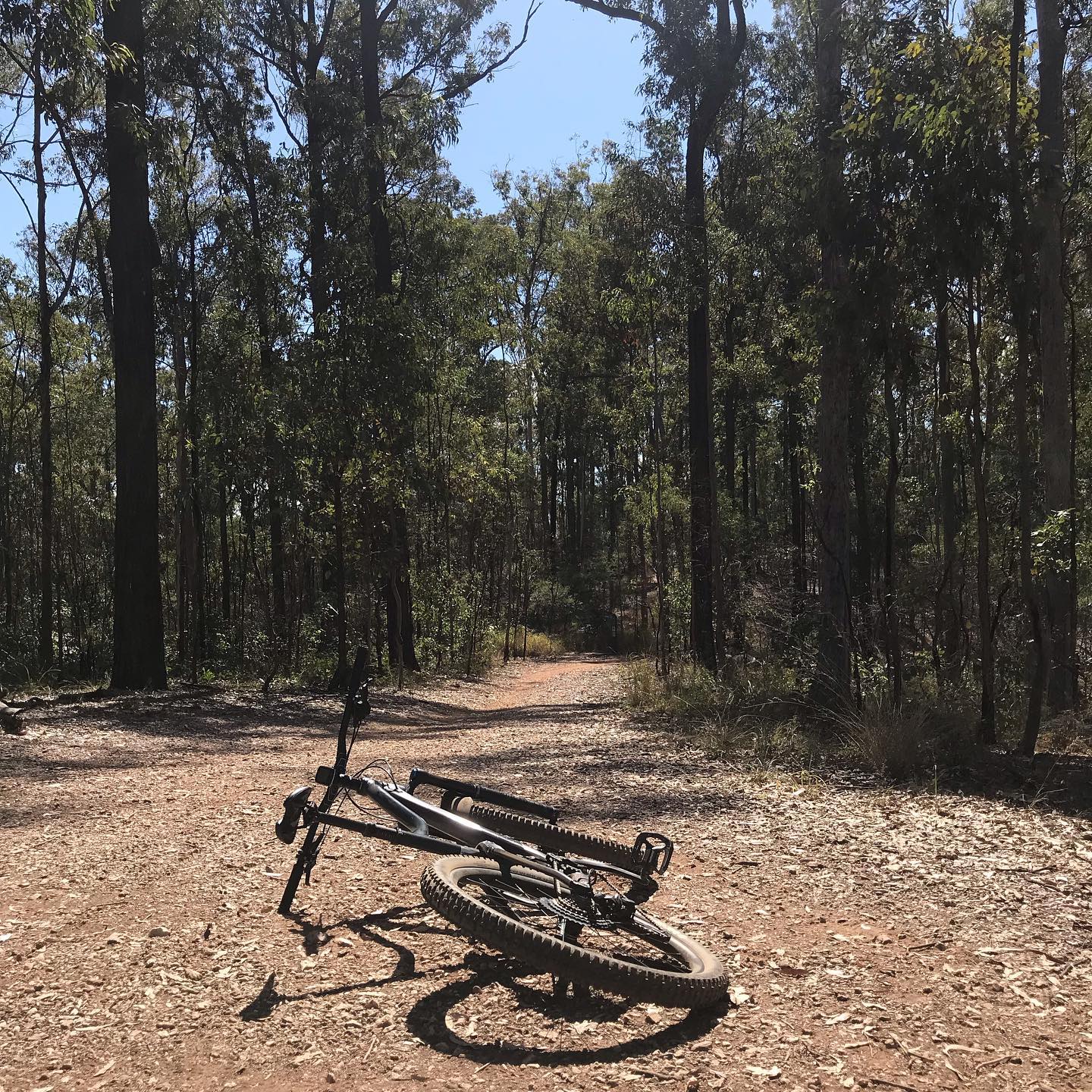 Mountain bike lying on a dirt trail in a forest of tall trees under a clear blue sky.