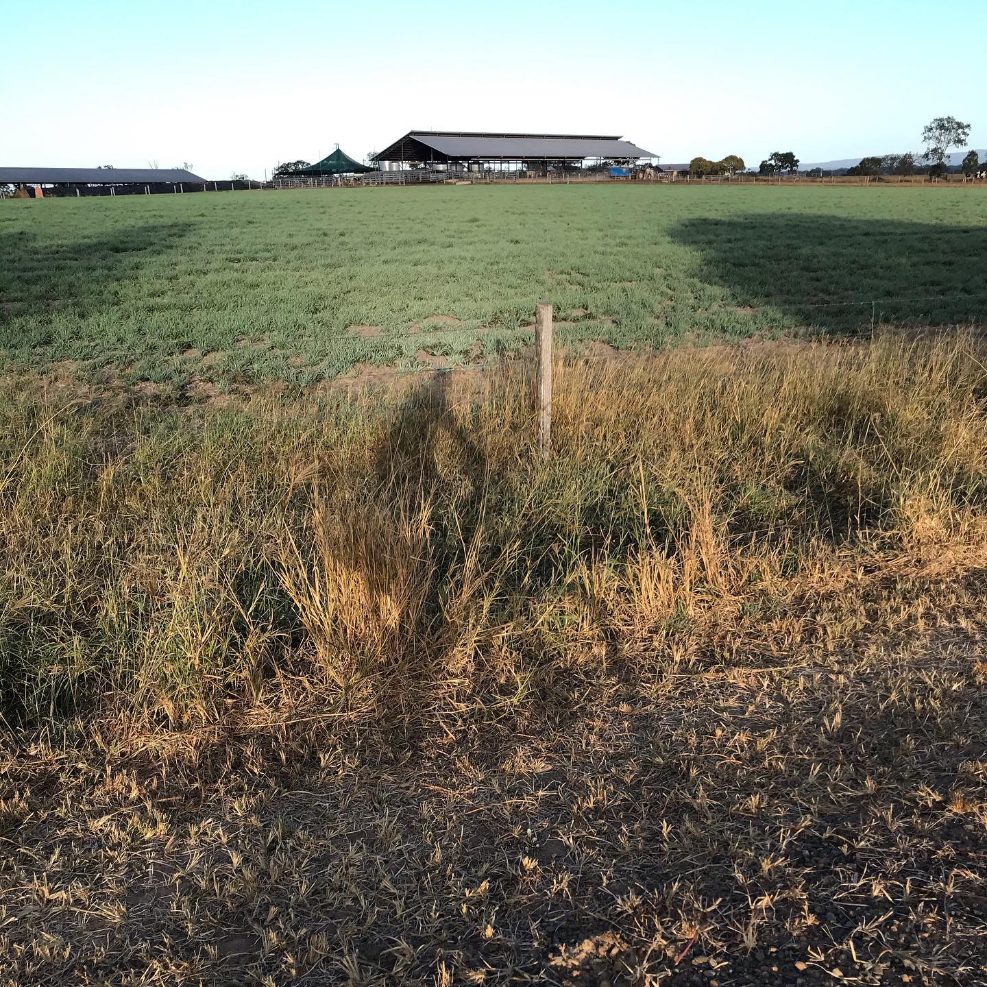 Grassy fenced field with dry grass in the foreground and farm sheds and trees along the horizon under a clear sky.