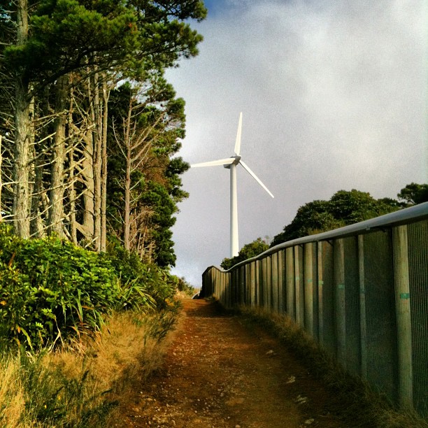Dirt path between tall trees and a fence leading toward a wind turbine under a cloudy sky.