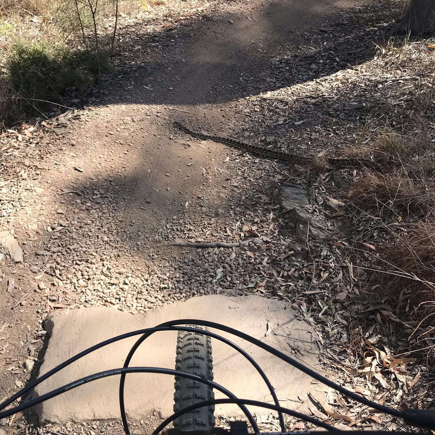View from a mountain bike on a dirt trail, with a patterned snake crossing the path ahead.