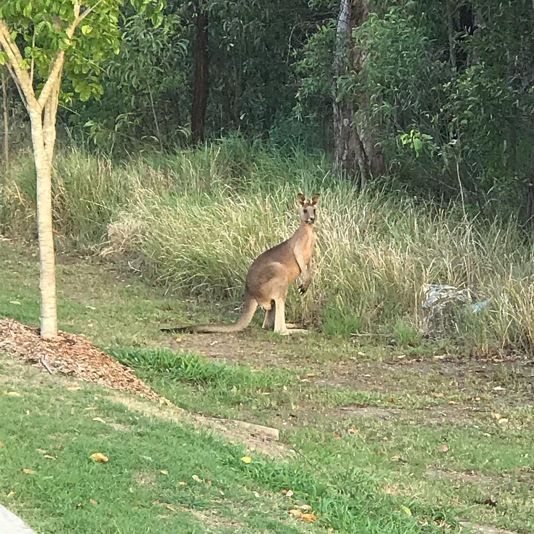 A kangaroo stands on grass near tall dry brush at the edge of a wooded area.