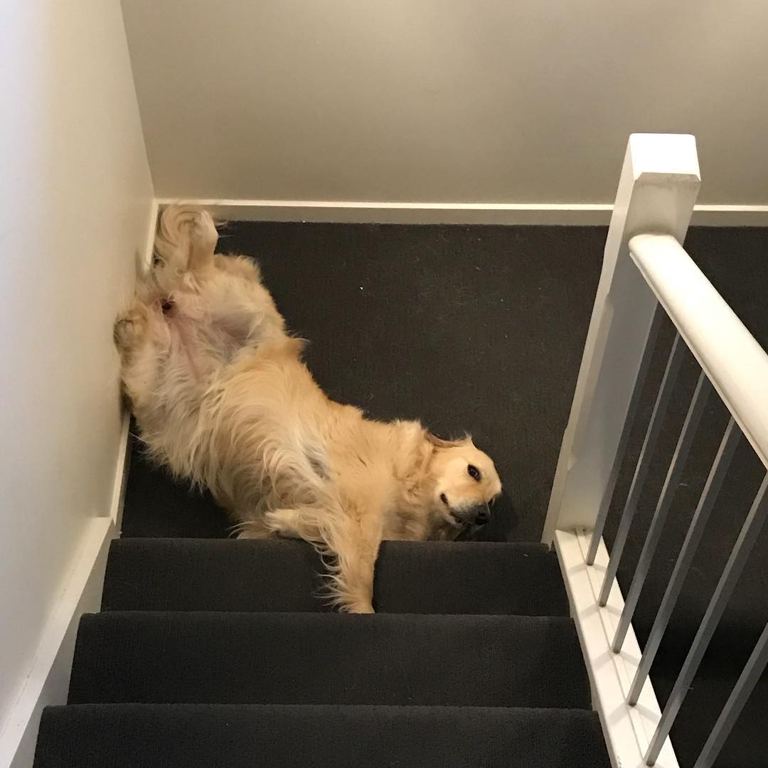 Golden retriever sprawled on its back across a dark-carpeted staircase, paws up against the wall.