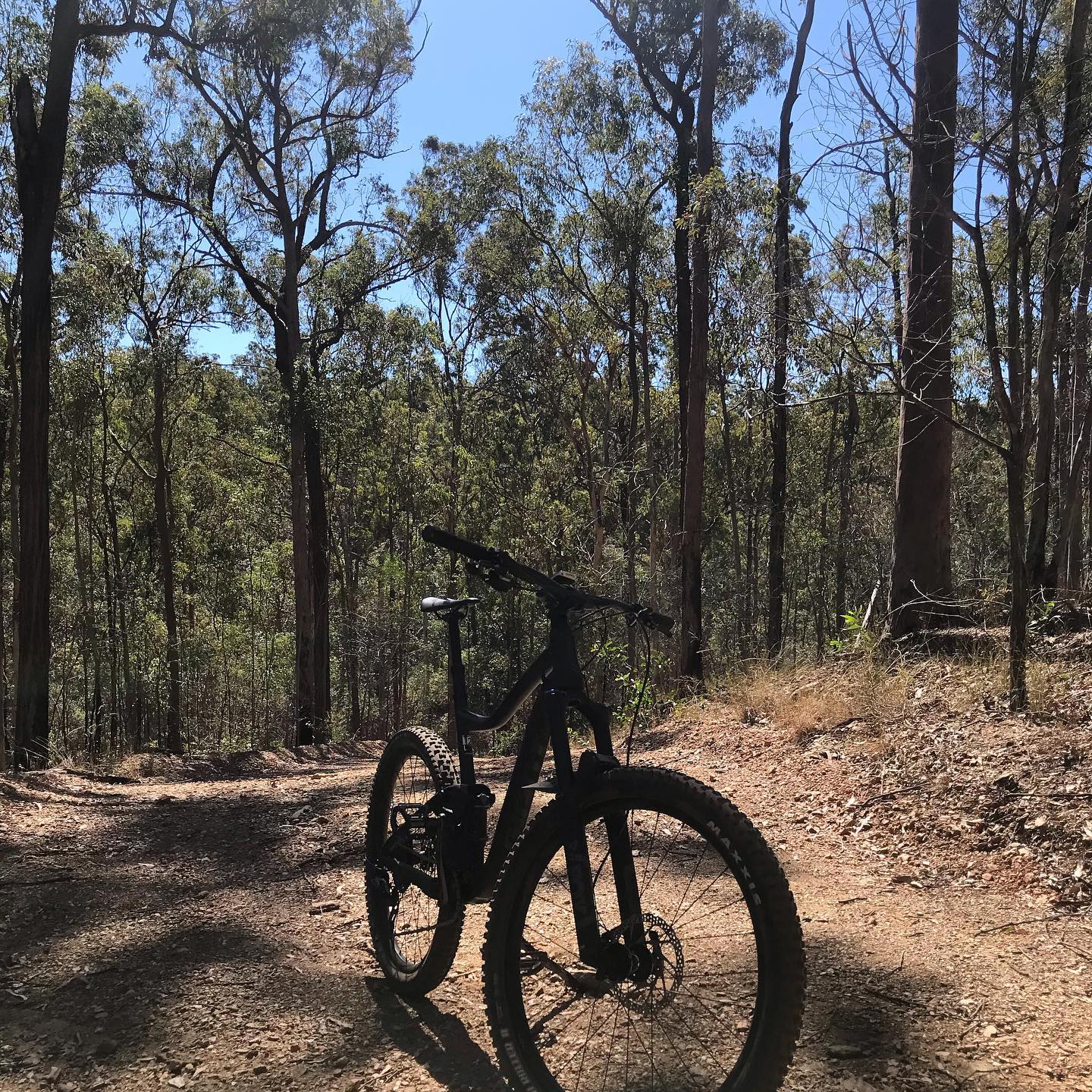 Mountain bike on a dirt trail in a sunlit forest with tall trees and blue sky.