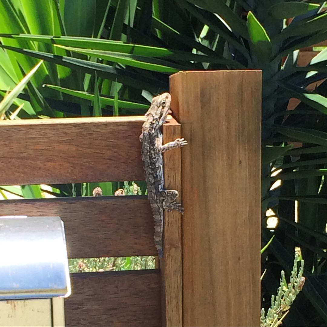 Small lizard clinging to the corner of a wooden fence with dense green leaves in the background.