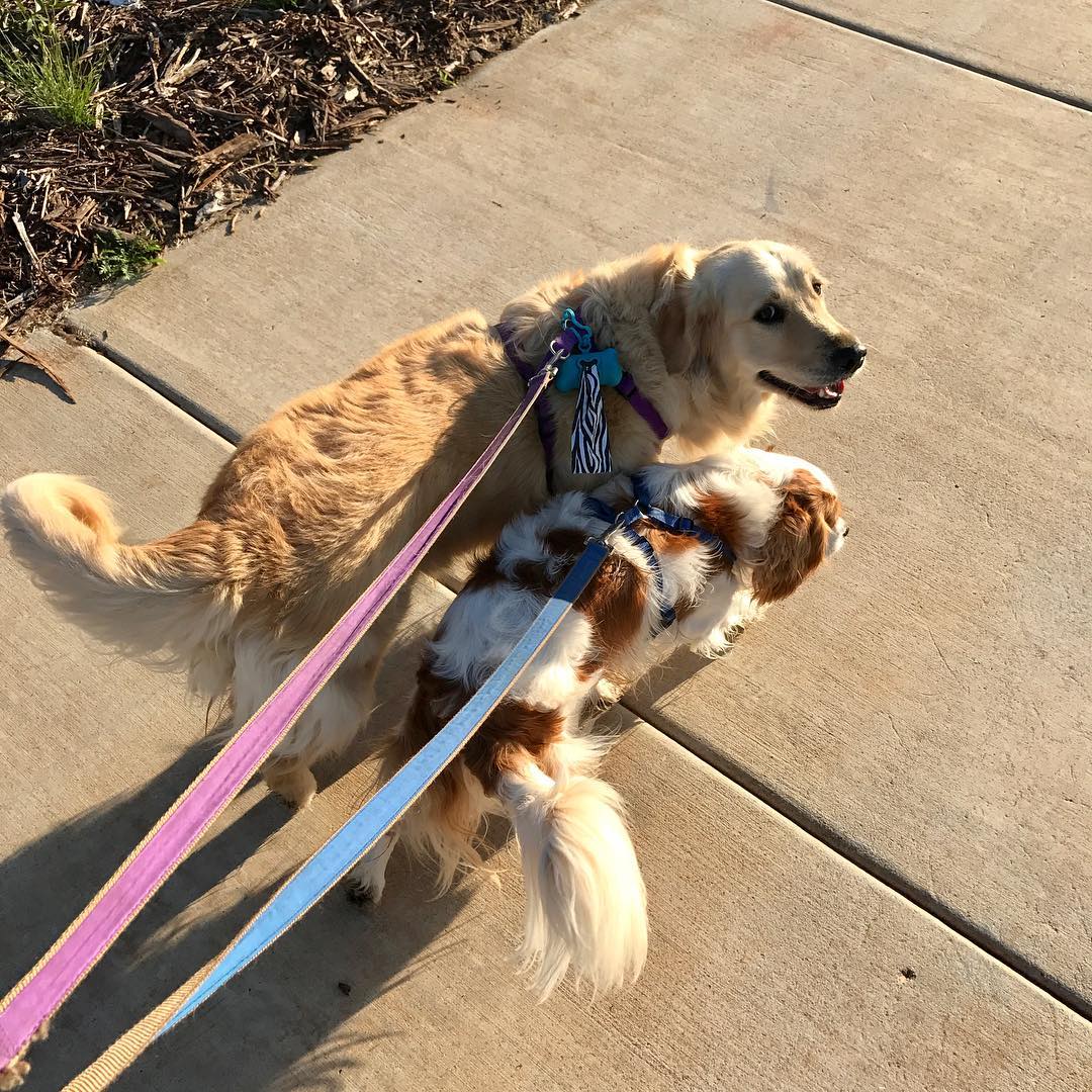 Two dogs on leashes walk side by side on a sunlit concrete sidewalk.