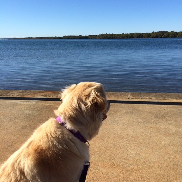 Golden dog with a purple collar sitting on a concrete shore, facing a calm blue lake under a clear sky.