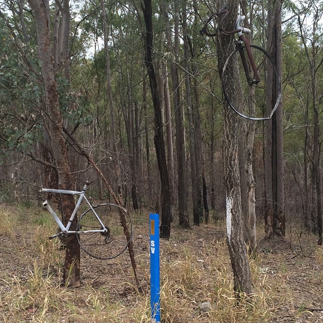 Two bicycle frames and wheels are attached to trees in a dry wooded area, with a blue marker post in the foreground.