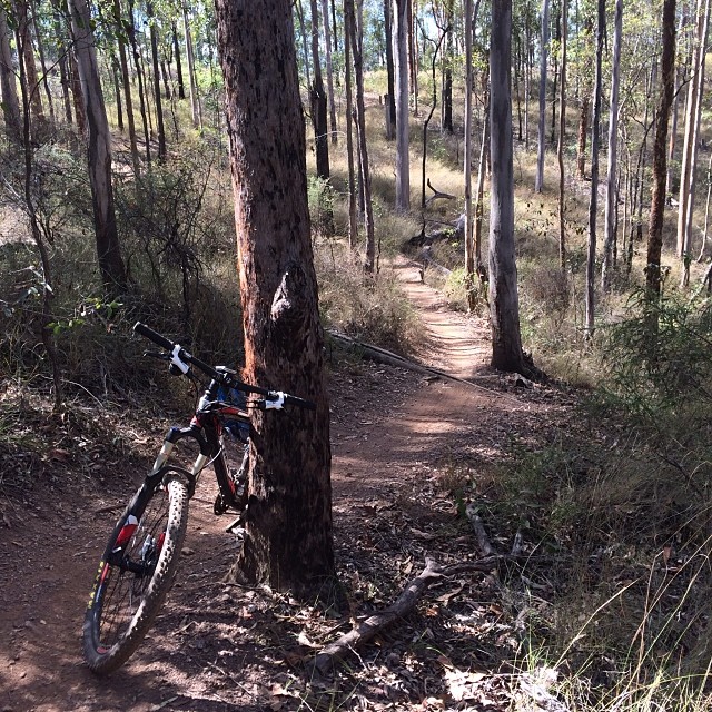Mountain bike leaning against a tree beside a narrow dirt trail in a sparse sunlit forest.