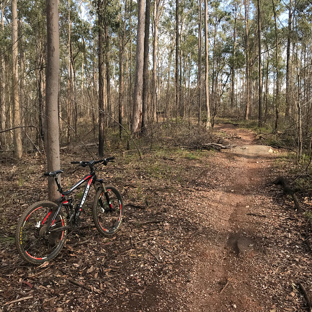 Black and red mountain bike beside a narrow dirt trail winding through a sparse forest of tall trees.