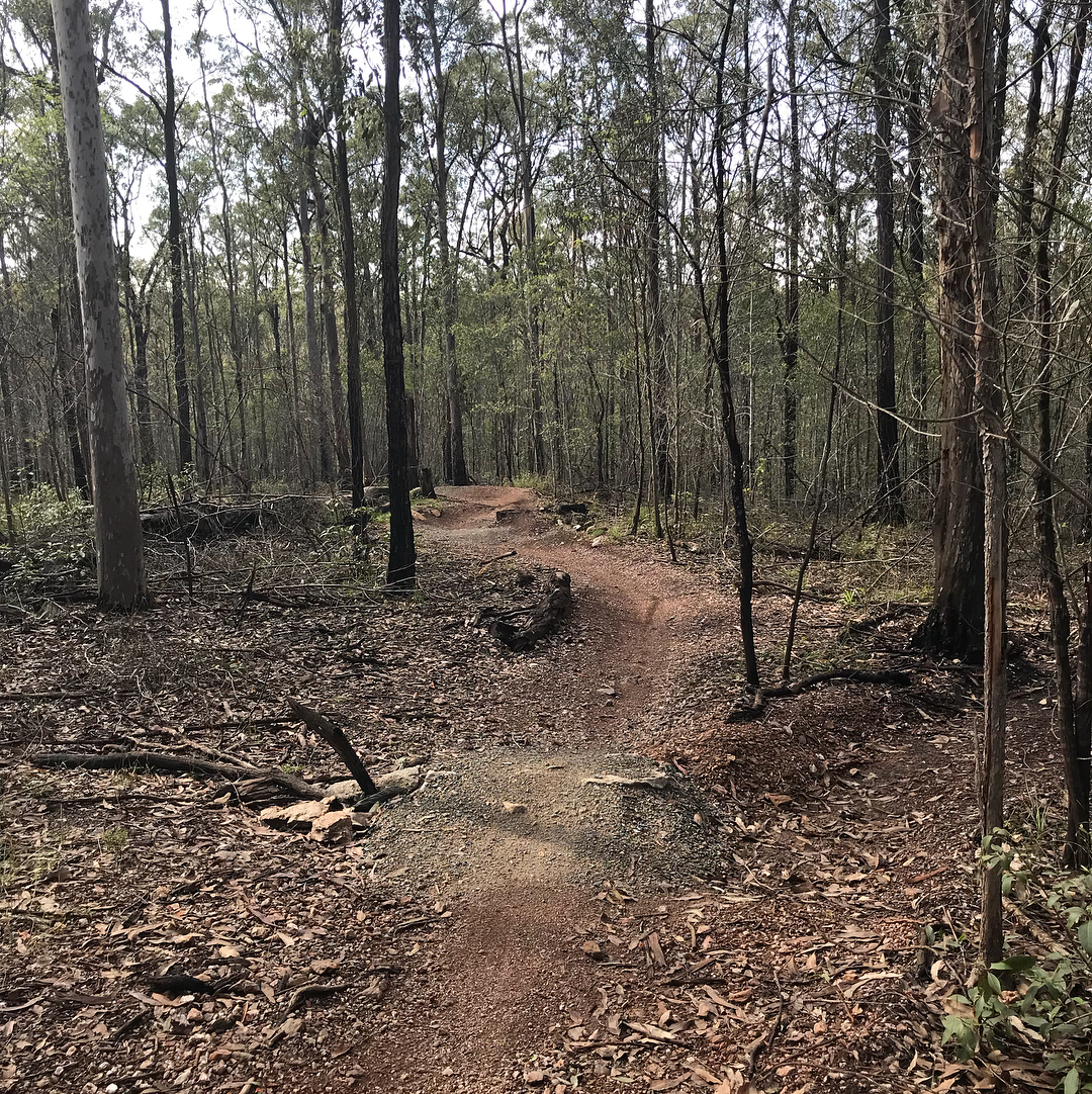 Narrow dirt trail winding through a sparse forest of tall trees with dry leaves and fallen branches on the ground.