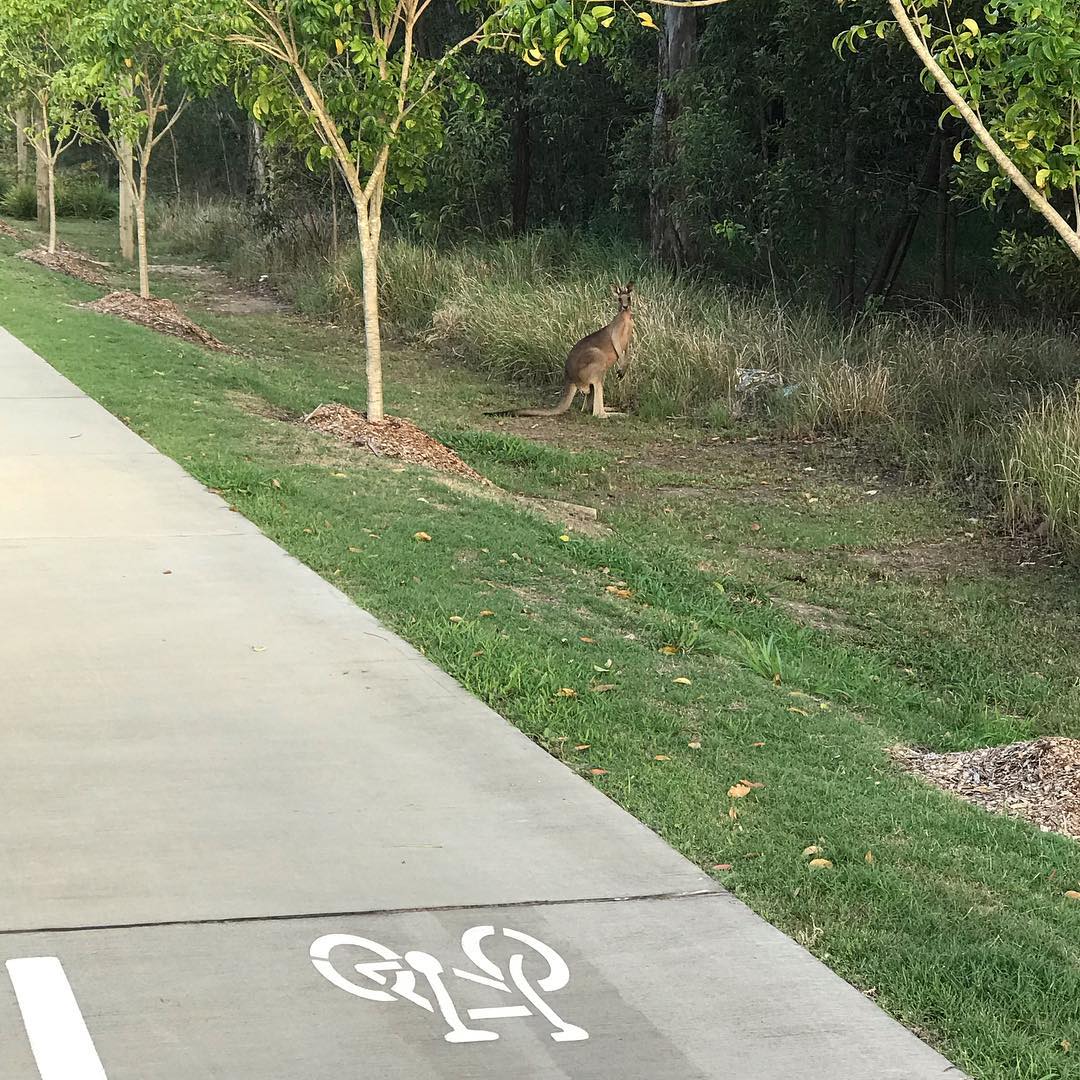 Kangaroo standing in grass beside a paved path with a bicycle lane symbol, near trees and dense bushes.