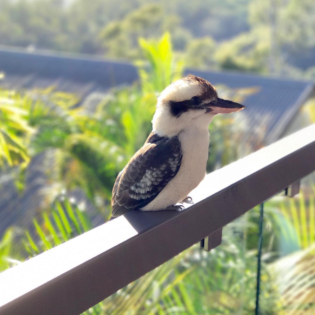 Brown and white bird perched on a balcony railing, with blurred green trees and a rooftop in the background.