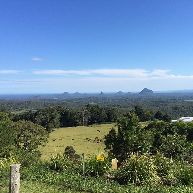 Grassy hillside with grazing cows, dense trees, and distant rounded mountains under a wide blue sky.