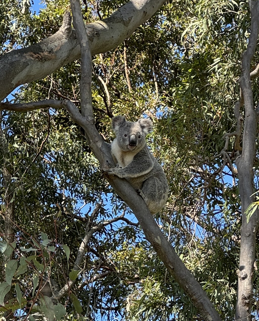 Koala clinging to a tree branch amid dense green foliage with patches of blue sky behind it.