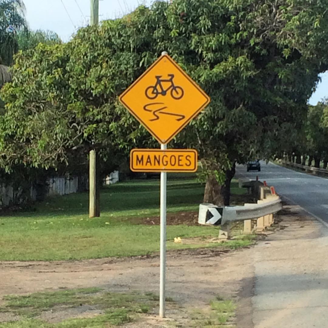 Yellow roadside sign with a bicycle over a squiggly line and arrow, with a smaller sign below reading “MANGOES.”