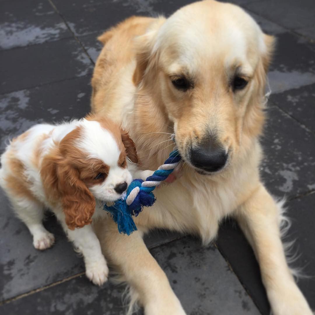 Small brown-and-white puppy and golden retriever holding opposite ends of a blue rope toy on a dark tiled floor.