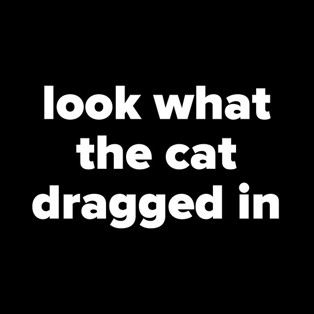 White bold text on a black background reads, "look what the cat dragged in".