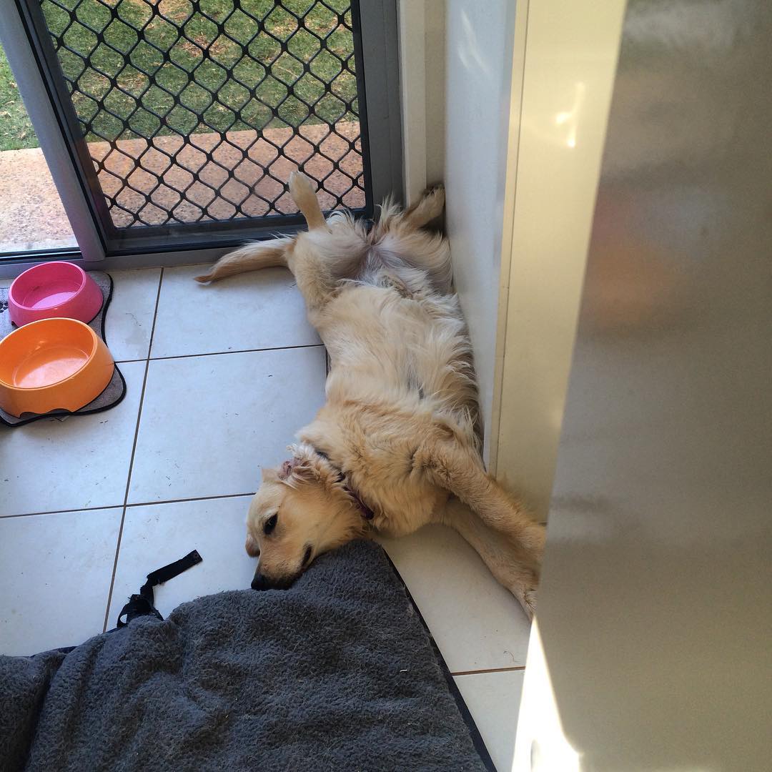 Light-colored dog lying belly-up on a tiled floor by a screen door, with two pet bowls and a gray bed nearby.