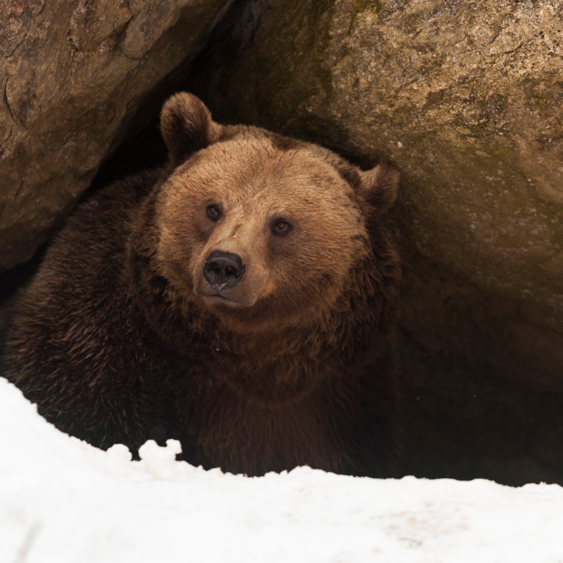 Brown bear standing between large rocks with snow in the foreground.