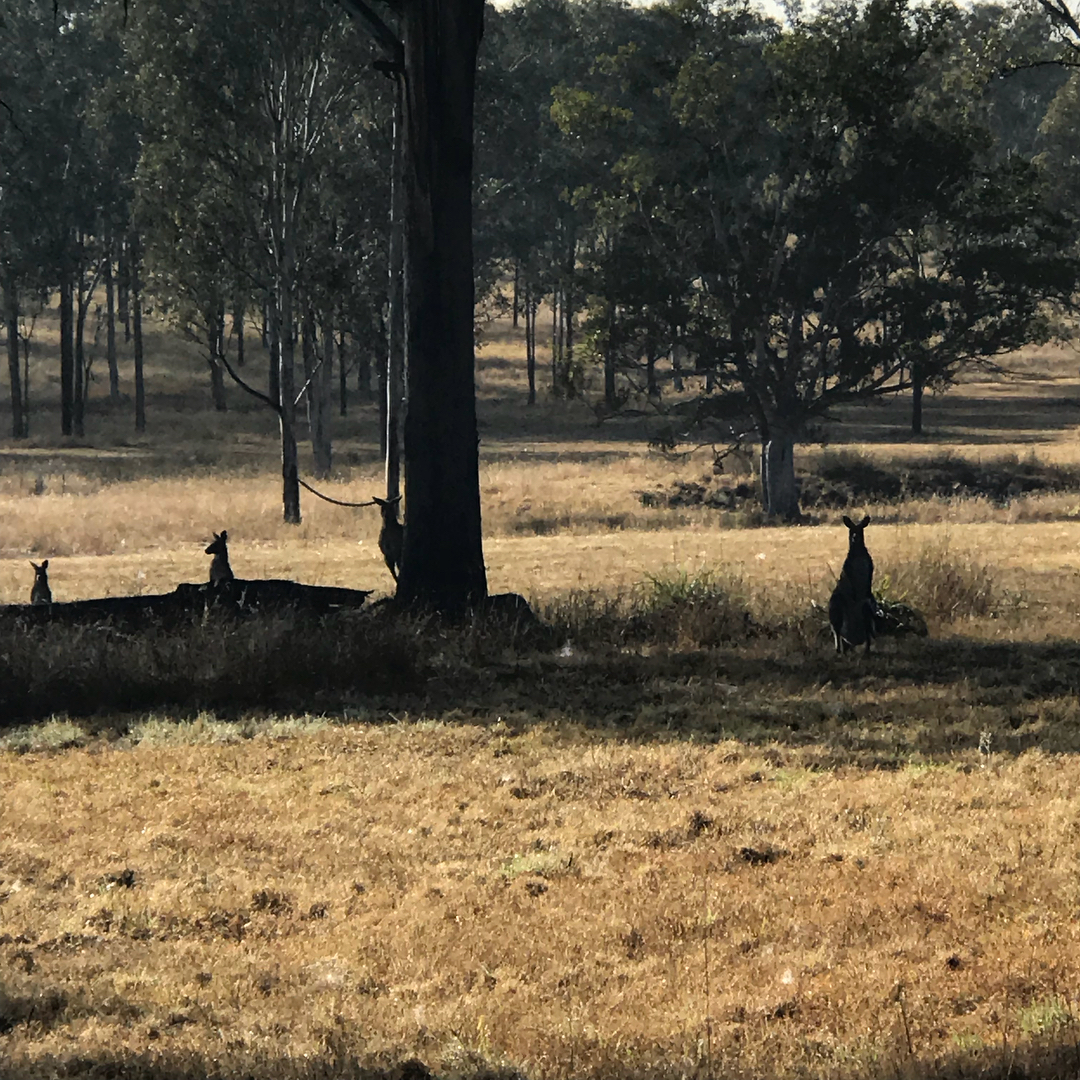 Several kangaroos stand in the shade of trees across a dry grassy field.
