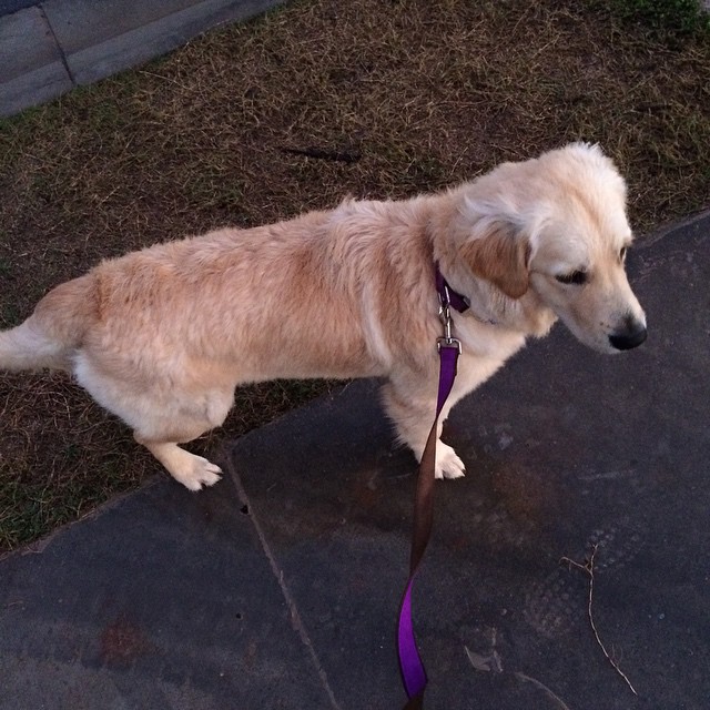 Light golden dog on a purple leash standing on a paved path beside dry grass.