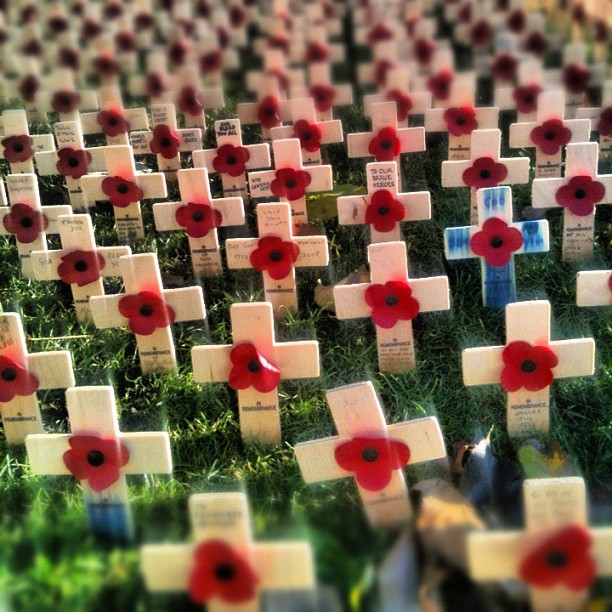 Rows of wooden crosses with red poppies in a grassy field, with one blue cross among them.
