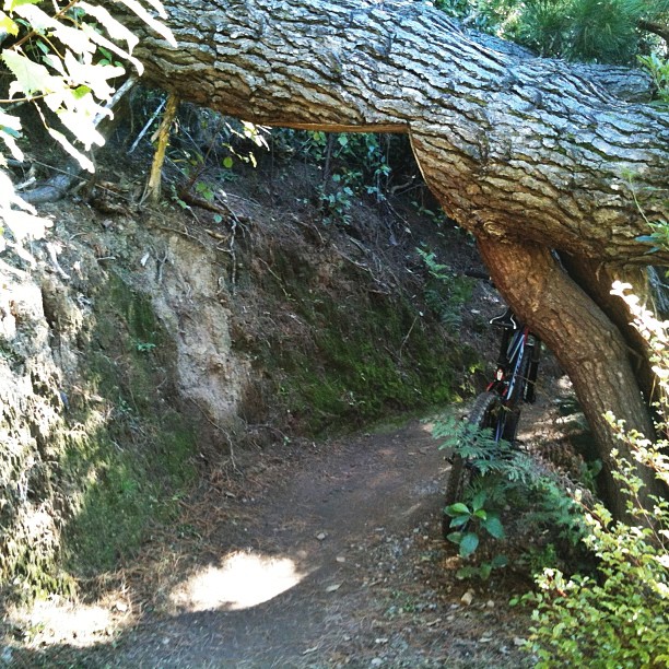 A narrow dirt trail passes beneath a low, leaning tree trunk in a wooded area, with part of a bicycle visible on the right.