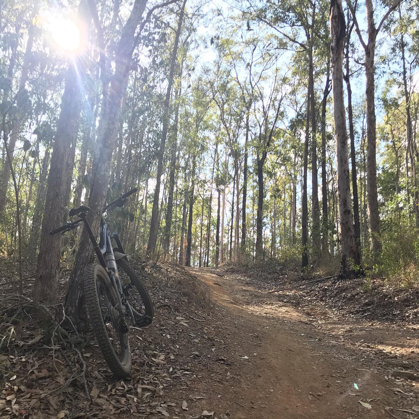 Mountain bike leaning against a tree beside a dirt trail in a sunlit forest.