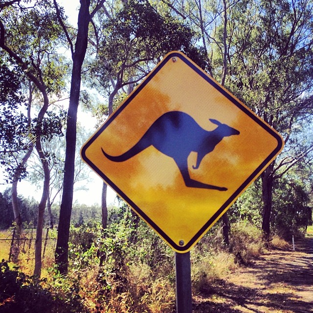 Yellow road sign with a black kangaroo silhouette beside a dirt path in a wooded area.